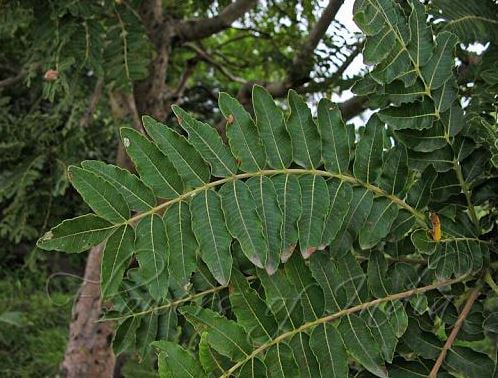 Boswellia Serrata